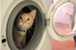 Kat in de wasmachine