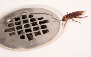 kakkerlak bij de afvoer