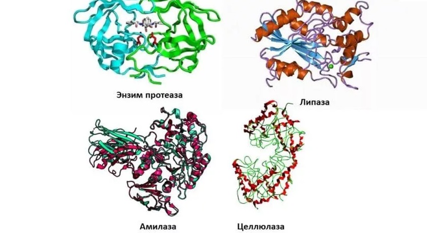amylázy a proteázy
