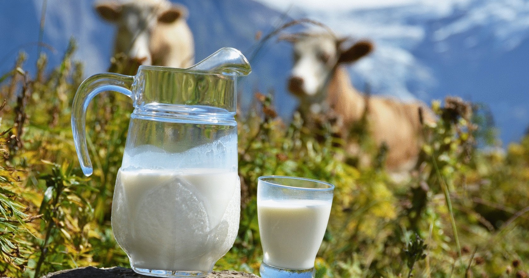 кравље млеко